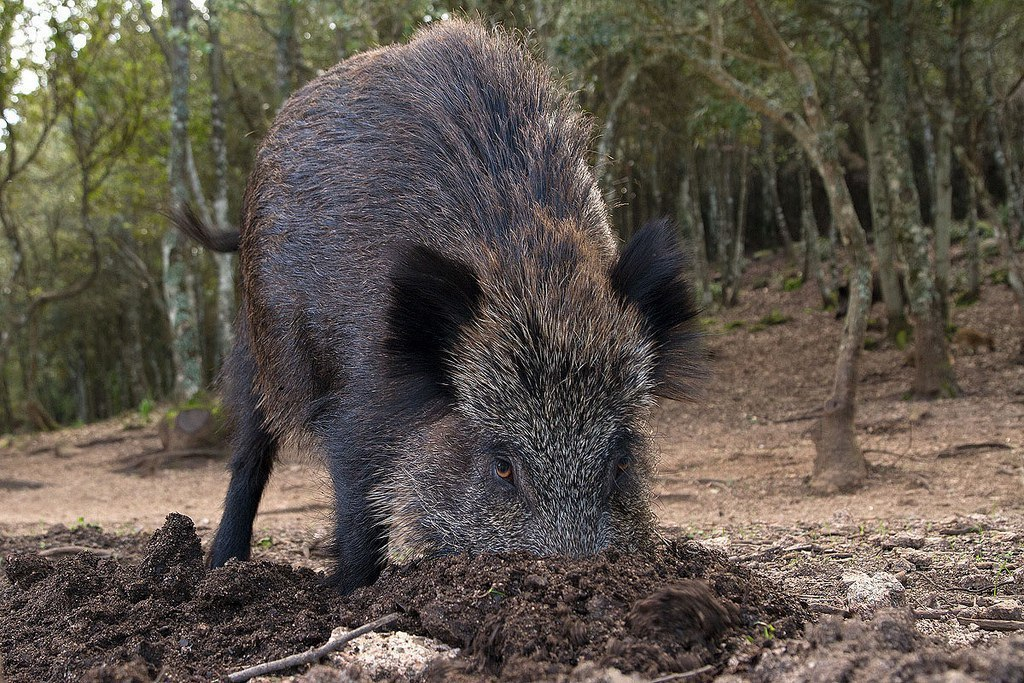 Кабан п. Дикий кабан секач Вепрь. Вепрь секач. Кабан (лат. Sus scrofa). Уссурийский кабан секач.